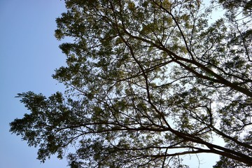 tree and sky