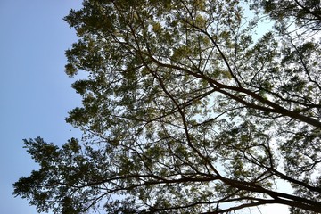tree and blue sky
