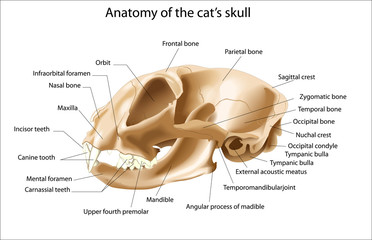 Anatomy of the cat’s skull Lateral view