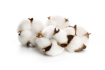 several flowers of cotton isolated on a white background