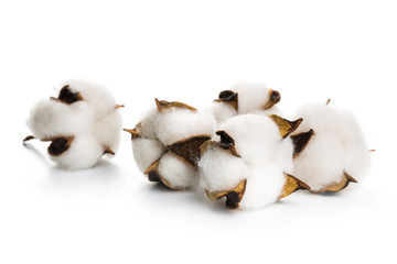 several flowers of cotton isolated on a white background