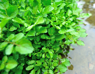 Green watercress plants in growth at vegetable garden