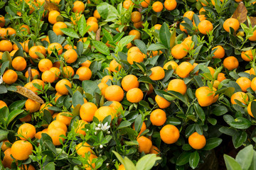 Mandarin oranges grow on tree for a happy chinese new year's decoration