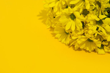 Yellow chrysanthemum bouquet on yellow background. Copy space