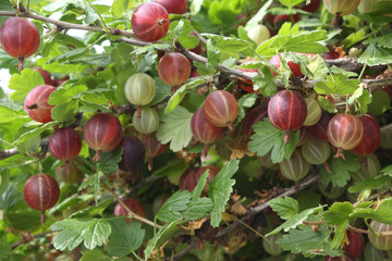 Fresh red gooseberries on branch of gooseberry bush in the fruit garden. Close-up view of organic gooseberry berries hanging under the leaves.