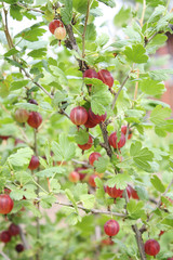 Fresh red gooseberries on branch of gooseberry bush in the fruit garden. Close-up view of organic gooseberry berries hanging under the leaves.