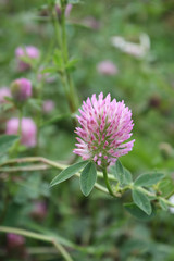 Pink clover blooming on the meadow.  Valuable agricultural feed culture.  Macro photo dark pink flower on green  background from leaves.