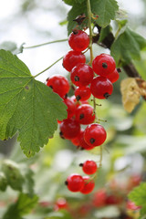 Red currant - branch of ripe berries in a garden