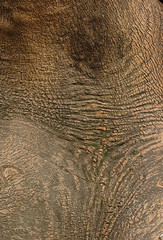 abstract background texture of the bark of an old big tree
