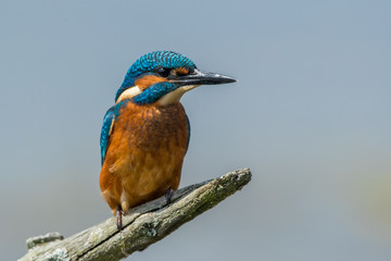 Kingfisher on Fishing Stick