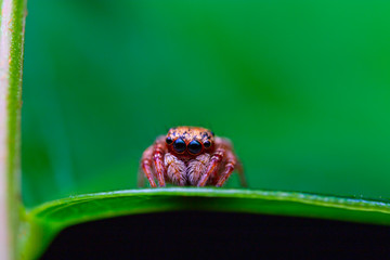 macro image of jumping spider. macro mode close up shot animal and insect.