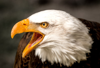 Bald Eagle with open beak and piercing eye