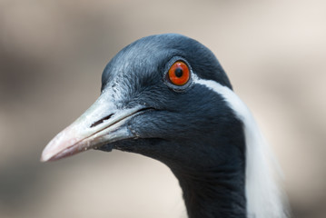 Portrait of a Demoiselle Crane
