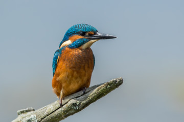 Kingfisher Perched