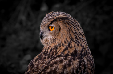 Portrait of an Eagle Owl