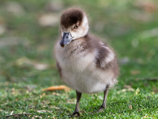Egyptian Goose Gosling