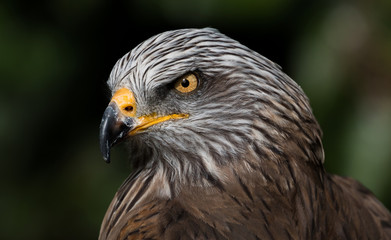 Portrait of a Ferruginous Hawk