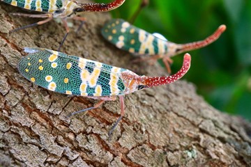 lizard on tree