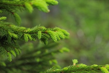 Fresh green fir tree branch close up