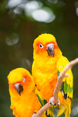 Very beautiful parrot
