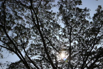 tree in the sky