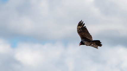 circling, flying vulture on a cloudy day