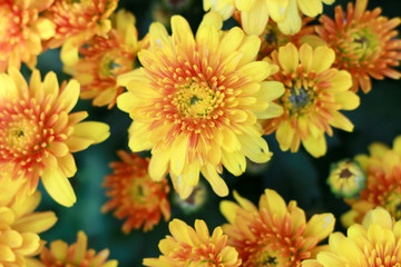 Closeup yellow chrysanthemum flowers blooming. Top view.