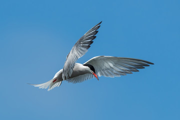 Common Tern Hovering