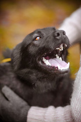 Happy black dog. Blured defocused portrait