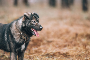 Beautiful unusual mixed breed dog with expressive eyes.