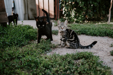 Two little cats sitting outdoors in green grass and looking at the camera
