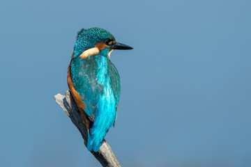 Kingfisher on Fishing Stick