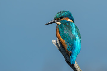 Kingfisher on Perch