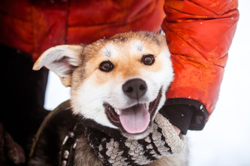 Happy smiling dog. Portrait of a cute dog in winter