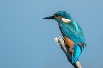 Kingfisher on Fishing Stick