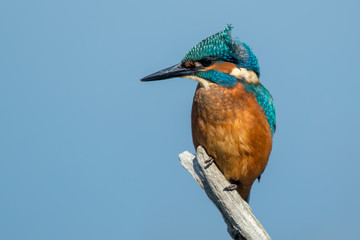 Kingfisher Perched on Branch