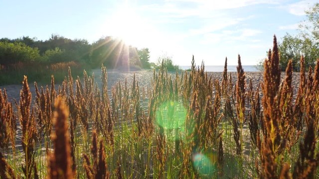 Wild grass heads at lake beach, bright sun light, slow motion shot of European nature in summer time. Soft brushes wave slightly by breeze, empty sand area and green bushes on background, water