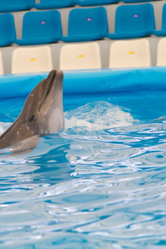 Dolphin performs in the pool © selezenj