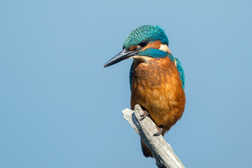 Kingfisher on Perch