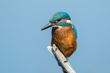 Kingfisher on Fishing Stick