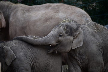 Baby elephant with its mother