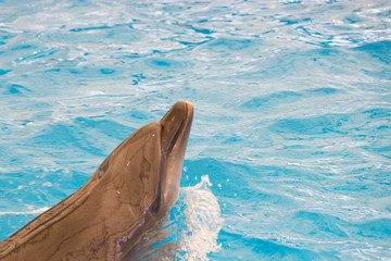 Dolphin performs in the pool