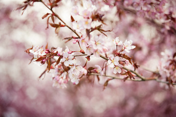 Beautiful city park with cherry trees in bloom. Branches with pink flowers in sunny day. Helsinki, Finland