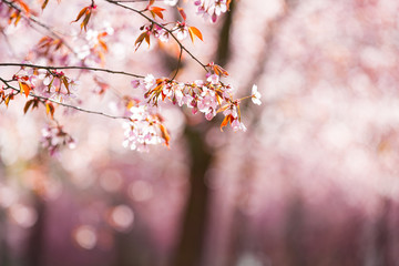 Beautiful city park with cherry trees in bloom. Branches with pink flowers in sunny day. Helsinki, Finland