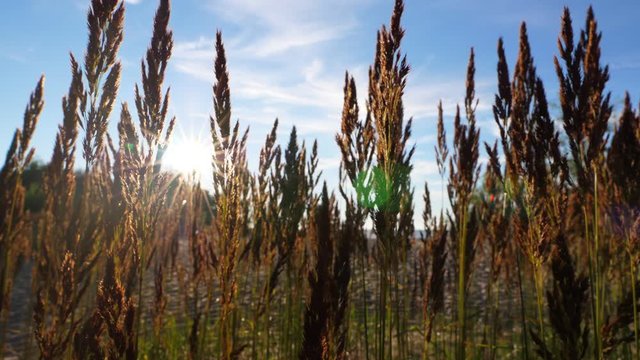 Grass heads against low sun, cinematic slow motion shot at lake shore. Sun light blink through brown whisk, tall grass move by breeze