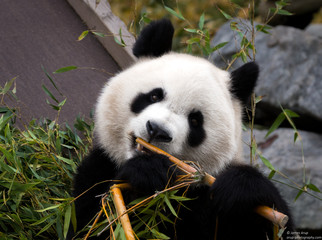 Obraz premium Giant Panda eating bamboo shoots