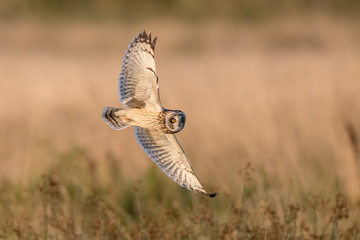 Short Eared Owl Flying