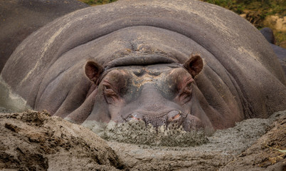Large Hippopotamus resting in the mud