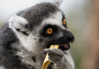 Ring-Tailed Lemur eating lunch