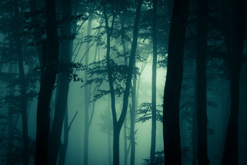 tree branches in fog, natural forest detail